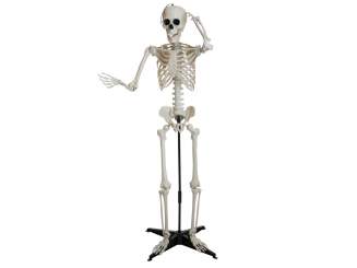 Europalms Halloween Skelett, stehend, 150 cm 