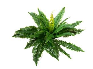 Europalms Boston Farn, Kunstpflanze, 53cm 