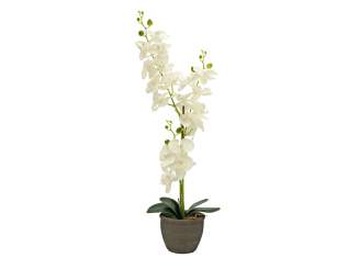 Europalms Orchidee, Kunstpflanze, cremefarben, 65cm 