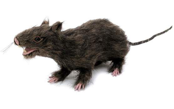 Europalms Halloween Ratte lebensecht mit Fell, 30cm 