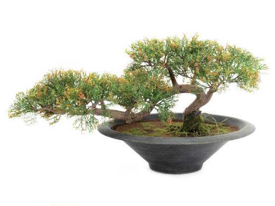 Europalms Bonsai-Zeder, 40cm, Kunststoffpflanze 