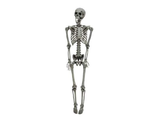 Europalms Halloween Skelett, gebleicht, 160cm 