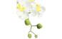 Europalms Orchideen-Arrangement 1, Kunststoffpflanze 