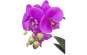 Europalms Orchideen-Arrangement 3, Kunststoffpflanze 
