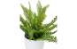 Europalms Farnbusch im Dekotopf, 62 Blätter, 48cm, Kunststoffpflanze 