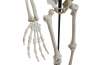 Europalms Halloween Skelett, stehend, 150 cm 