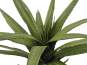 Europalms Aloe (EVA), grün, 50cm, Kunststoffpflanze 
