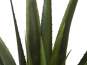Europalms Aloe-Vera Pflanze, 60cm, Kunststoffpflanze 