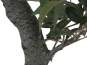 Europalms Ficus Waldbaum, 80cm, Kunststoff 
