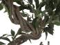 Europalms Ficus Multi Spiralstamm, 130cm, Kunststoff 