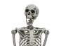 Europalms Halloween Skelett, gebleicht, 160cm 