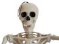 Europalms Halloween Skelett, stehend, 150 cm 