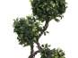 Europalms Ficus Multi Spiralstamm, 160cm, Kunststoff 