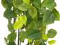 Europalms Philodendronbusch Premium, künstlich,  170cm 