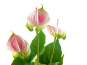Europalms Anthurie, weiß pink, Kunststoffpflanze 