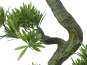 Europalms Bonsai Pinie, Kunstpflanze, 70cm 
