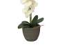 Europalms Orchidee, Kunstpflanze, cremefarben, 65cm 