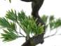 Europalms Bonsai Pinie, Kunstpflanze, 95cm 