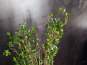 Europalms Immergrünstrauch mit Gras, Kunstpflanze, 182 cm 