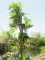 Europalms Parlour Palme, Kunstpflanze, 150cm 